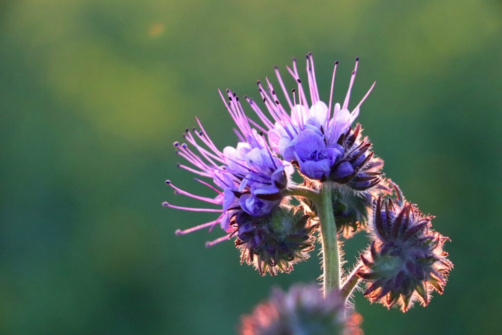 Siliphos